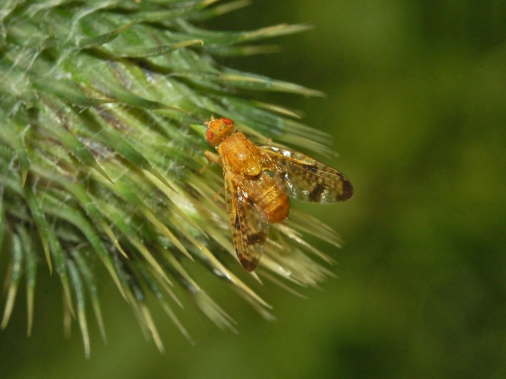 Xyphosia miliaria (Tephritidae)